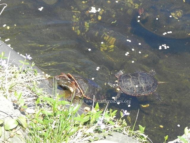 Painted turtles May 2018