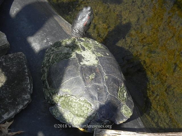 RES shell injury pond April 2018