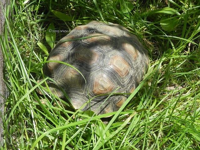 Doug small Sulcata