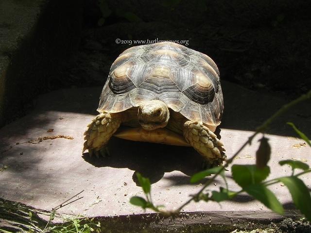 Dumpling 2 year old Sulcata