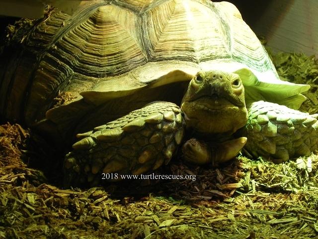 Sulcata Shug March 2018