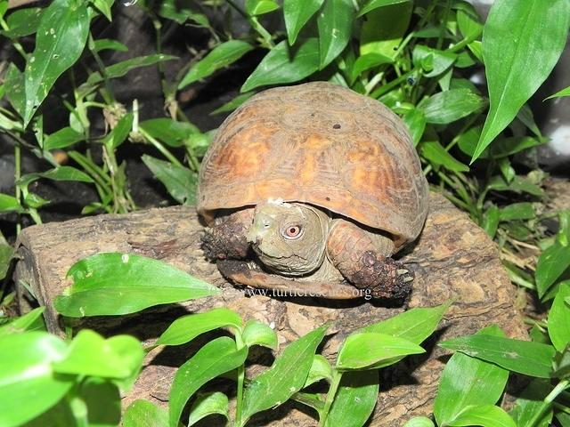 Terrapene Ornata Luteola