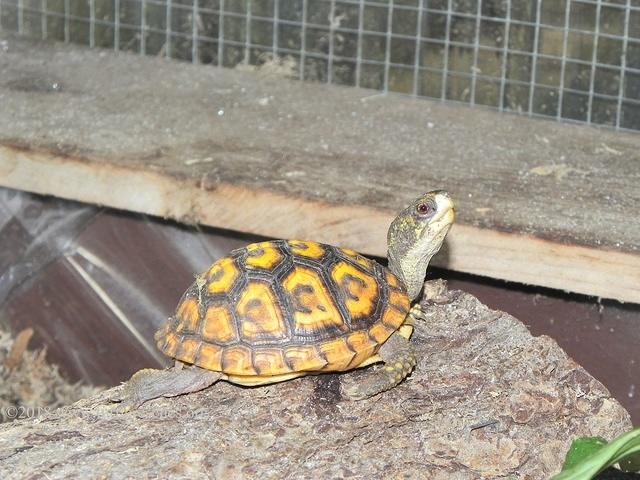 juvenile box turtle