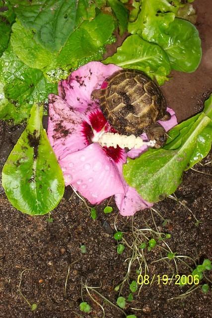 Hatchling #3 6 days old eating like a champ