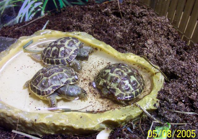 Mother s Day hatchlings