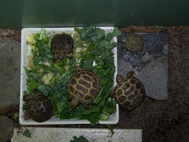 RT hatchlings 2 days old and 5 weeks old