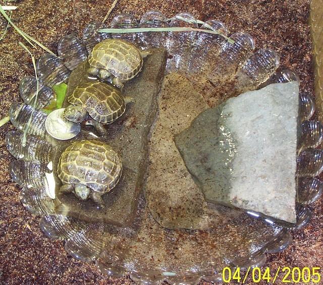 Three little hatchlings