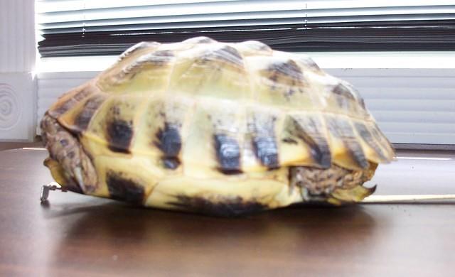 Larger tort side view