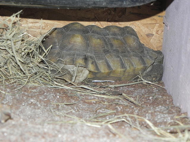 Desert tortoise