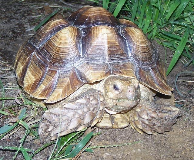 Female Sulcata