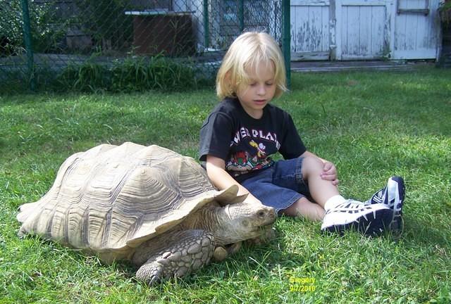 Gregory Sulcata Sept 2010 c