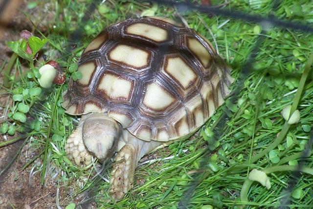 Hatchling Sulcata eating RT graze seed mix