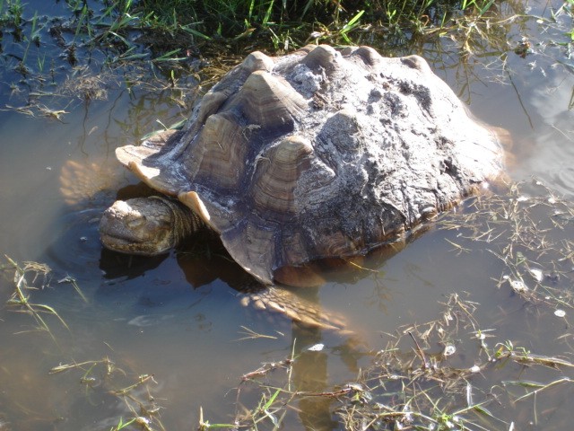 Knobby basking in a mud puddle