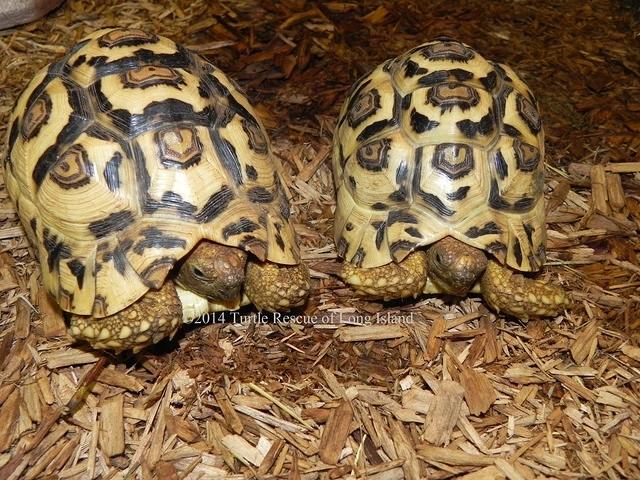 Leopard tortoises 2 y