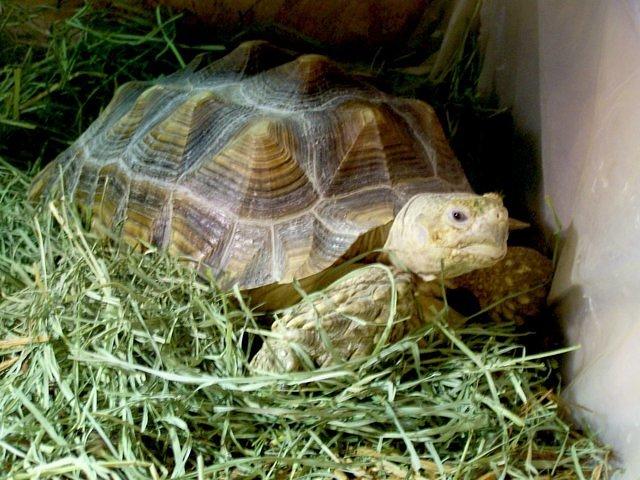 Male Sulcata