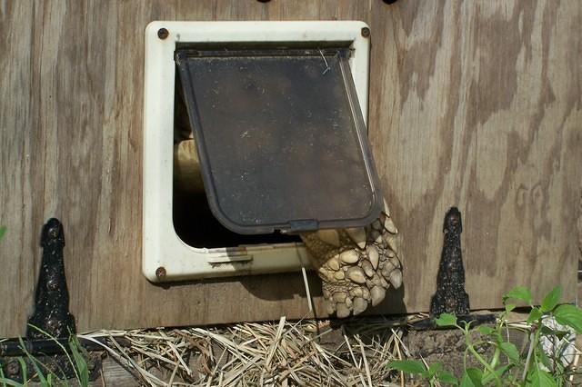 Morning Sulcata