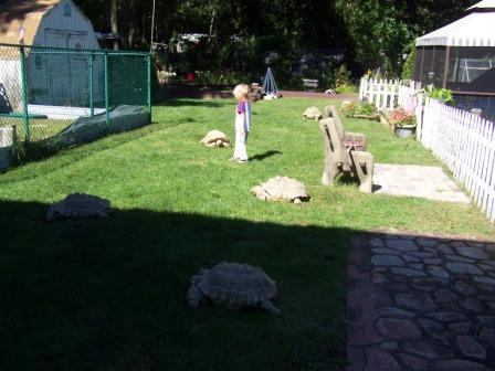 Six large Sulcata c