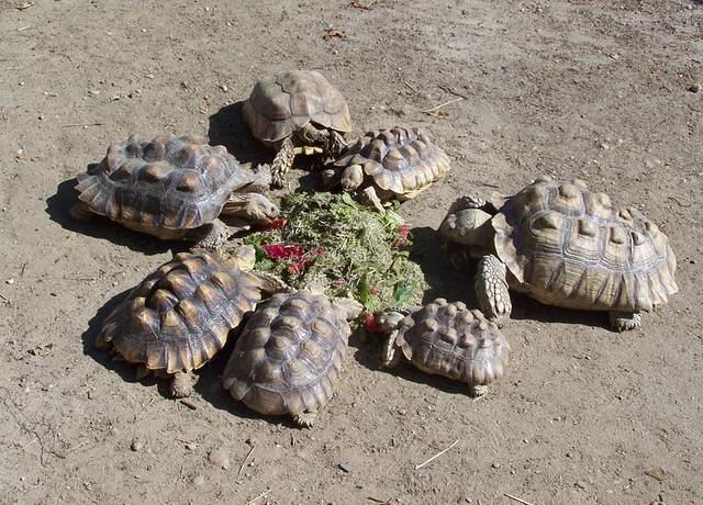 Some Small 8-25 LB range 2009 Sulcata