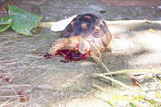 Suirt enjoying Cactus Pear1