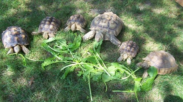 Sulcata tortoises munching