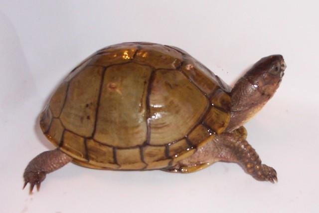 Female Three toed box turtle