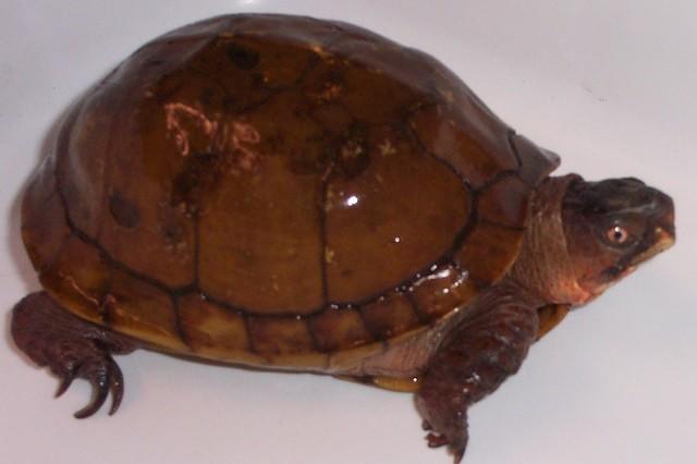 Male Three toed box turtle