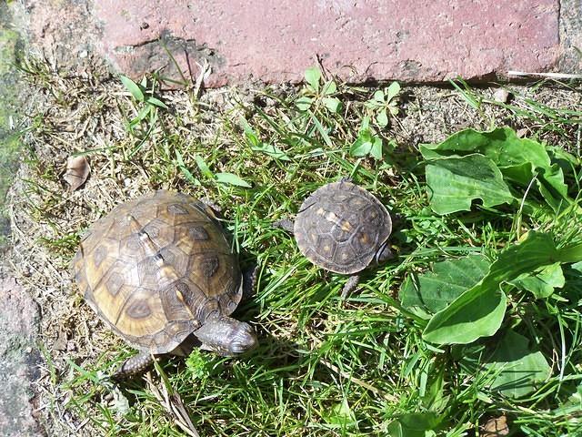 Rehabbed Hatchlings ready for release