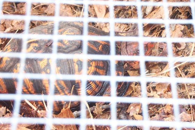 That pretty female Eastern box turtle