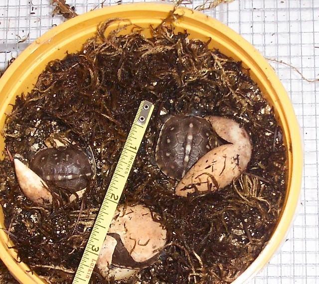 Three toed hatchlings sized