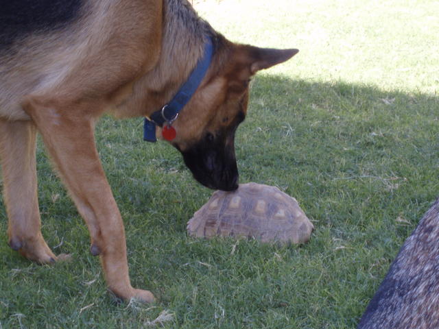 Tortoise 9-2007 005