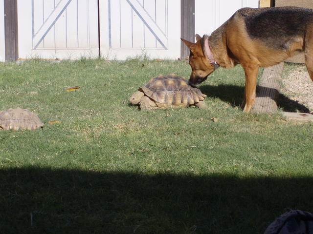 Tortoise 9-2007 010
