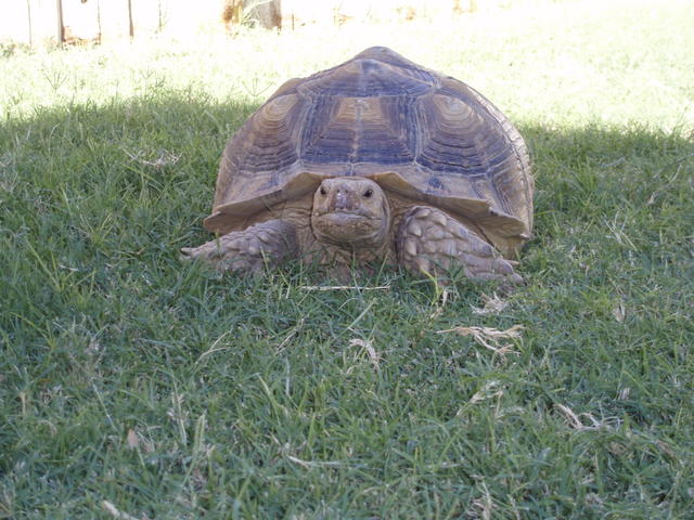 Tortoise 9-2007 015