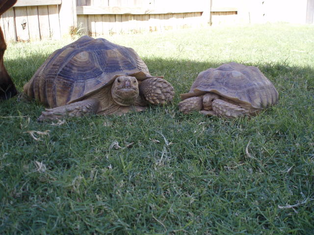 Tortoise 9-2007 021