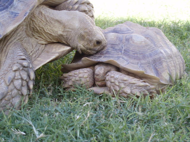 Tortoise 9-2007 023