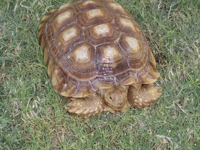 Tortoise 9-2007 050