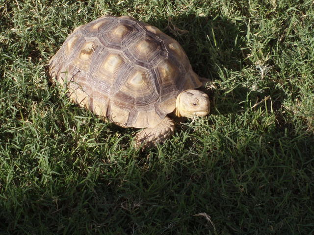 Tortoise 9-2007 070