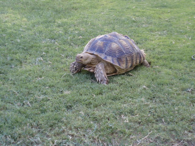 Tortoise 9-2007 073
