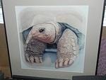 Laurene Tortoise Painting