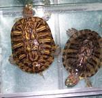 Aquatics-Semi Aquatics-Box turtles - All Adopted
