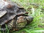 Central American Wood turtle