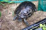 Female Red ear slider