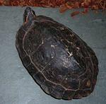 Spud - SA Wood turtle