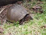 Three toed box turtle