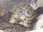 Greek tortoise