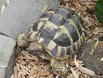 Hermanns tortoise male