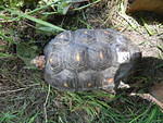 Redfoot 2 Carapace