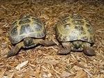 Russian Tortoises Adopted