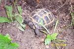 Male Russian tortoise #3