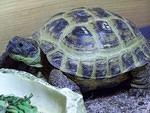 Male Russian tortoise 001