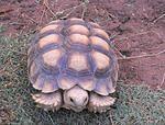 Sulcata Tortoises Adopted